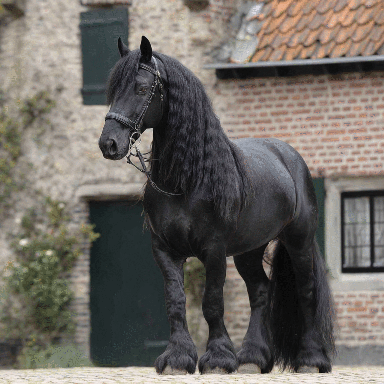 le cheval frison : élégance de la perle noire des pays-bas
