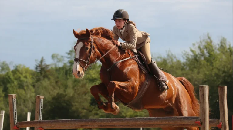 Équitation d’obstacle : harmonie entre cavalier et cheval