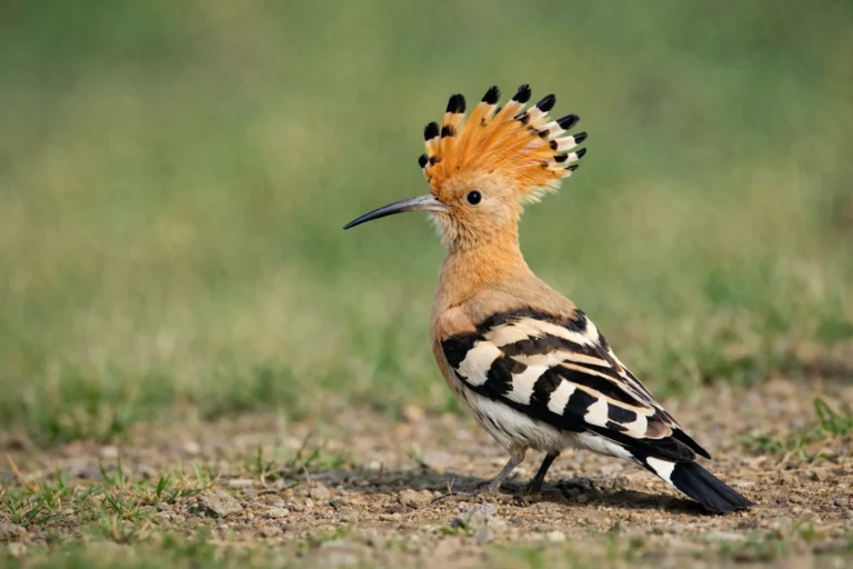 Reconnaître la huppe fasciée, l’oiseau à houpette